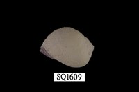 藏品(紫口珊瑚螺)的圖片